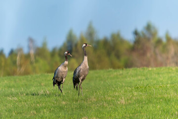 Common crane, during the mating season