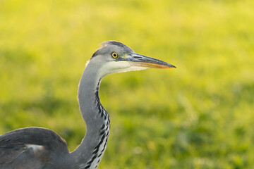 Grey heron, in the Dutch saltine