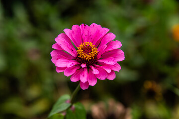 Fototapeta premium close-up of the zinnia flower