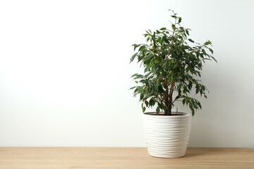 Beautiful lush houseplant Ficus Benjamina in a pot on table