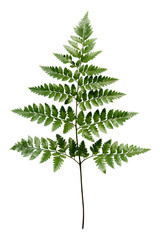 Leatherleaf fern png sticker, botanical, transparent background