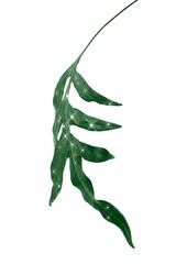 Doryopteris nobilis leaves design element