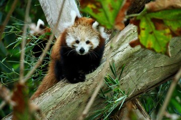 red panda in a tree
