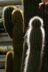 Close up of cactus in the garden