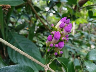 Purple flower buds in the garden 