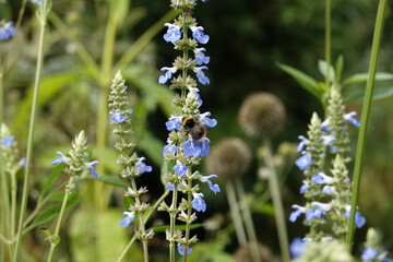 Blue sage and bees