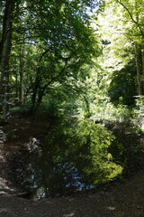 lush green forest