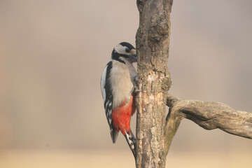 Fototapeta premium Fauna selvatica Capanno Nisida Poiana