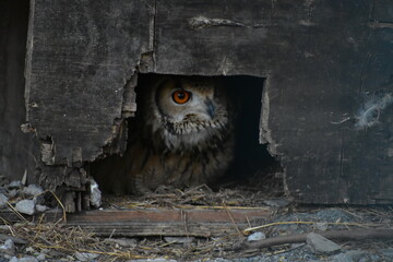 The Bengal eagle-owl, also widely known as the Indian eagle-owl or rock eagle-owl, is a large horned owl species native to hilly and rocky scrub forests in the Indian Subcontinent. It is splashed with