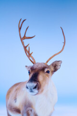Portrait of reindeer in Scandinavia. Wild animals in nature. Domestic animals on the farm. Winter time and animals. Cold weather and frost. Photo for postcards, backgrounds, wallpapers. © biletskiyevgeniy