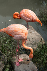 Elegant Flamingos foraging by the Water's Edge in Natural Habitat