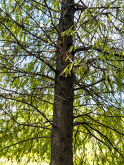 Lush Green Canopy: A Close-Up of a Majestic Tree