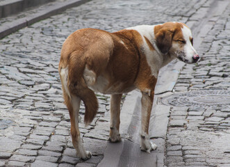 Stray dog without one leg on the streets of old Ankara