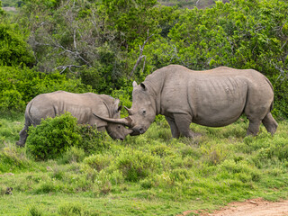 Young Mail Rhino (Rhinoceros) and Adult in the Wild