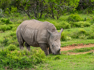 Young Rhino (Rhinoceros) in the Wild