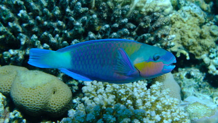 Daisy parrotfish or bullethead parrotfish (Chlorurus sordidus) undersea, Red Sea, Egypt, Sharm El Sheikh, Montazah Bay