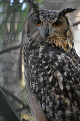 The Bengal eagle-owl, also widely known as the Indian eagle-owl or rock eagle-owl, is a large horned owl species native to hilly and rocky scrub forests in the Indian Subcontinent. It is splashed with