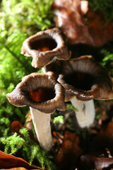 champignon trompette de la mort