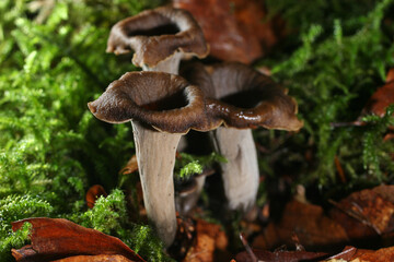 champignon trompette de la mort