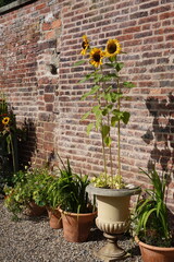Small garden in old English cottage. Summer in the countryside concept 