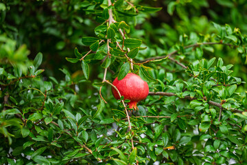 red ripe pomegranate