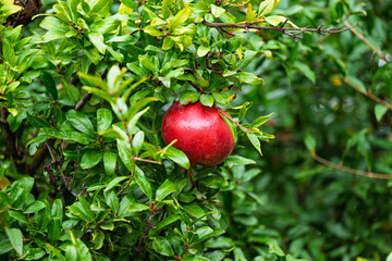 red ripe pomegranate