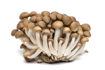 young shiitake mushrooms isolated