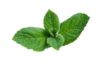 Fresh green peppermint leaves isolated on white background.