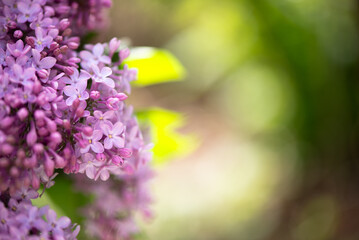 Lilac tree Blossoms in the spring garden. Beautiful soft Macro photo of purple lilac flowers with a blurred background.