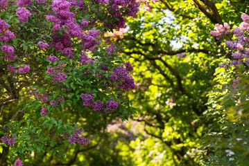 Lilac tree Blossoms in the spring garden. Beautiful soft Macro photo of purple lilac flowers with a blurred background.