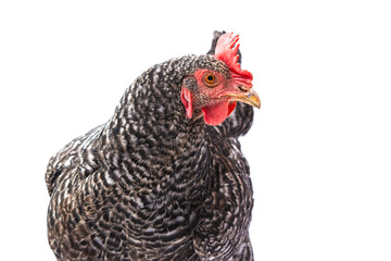 gray chicken isolated