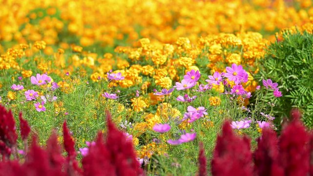 コスモスとマリーゴールドの花畑
