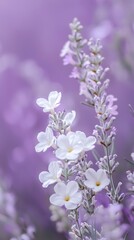 Delicate white flowers blooming in a soft purple background during spring season