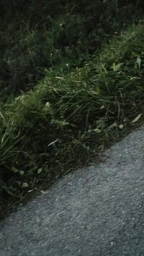 riding a skateboard with the dog
