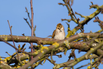 corn bunting perching on a tree branch