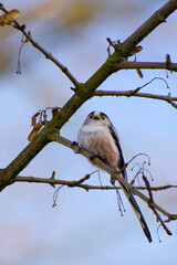 long-tailed tit perching on a tree twig close-up