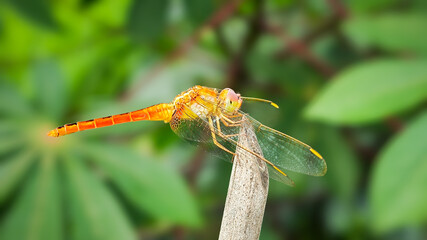 Red dragonfly (Crocothemis servilia) perched on the tip of a leaf in a rice field