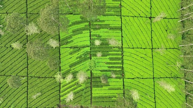 Aerial view from directly top down view beautiful green tea plantation in Indonesia. Overhead drone shot labirynt pattern of agricultural field.