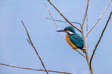  A European common Kingfisher in the Reets