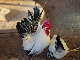A pair of Thai white black tail bantam chicken is standing on the green grass in a backyard.