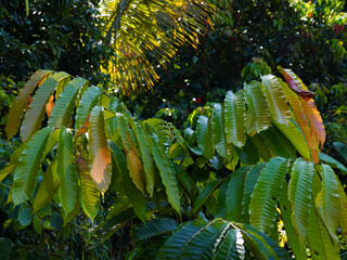 Topped with green leaves of Matoa fruit, also known as Buah Kristal and Crystal Longan in Thailand.