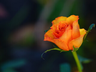 Fototapeta premium Isolated orange rose on natural background.