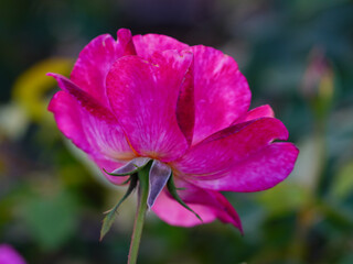 Isolated purple rose on natural background.