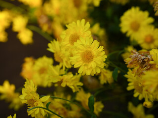Yellow chrysanthemum flowers for making healthy tea