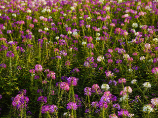 Naklejka premium Cleome is a genus of flowering plants in the family Cleomaceae, commonly known as spider flowers.