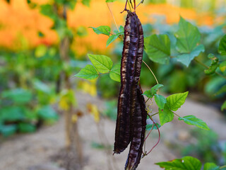Purple winged bean (Psophocarpus tetragonolobus) on natural background.