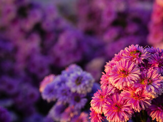 Banner Purple Pastel Margaret flower floral blossom blurred background. Pastel violet romance bloom...