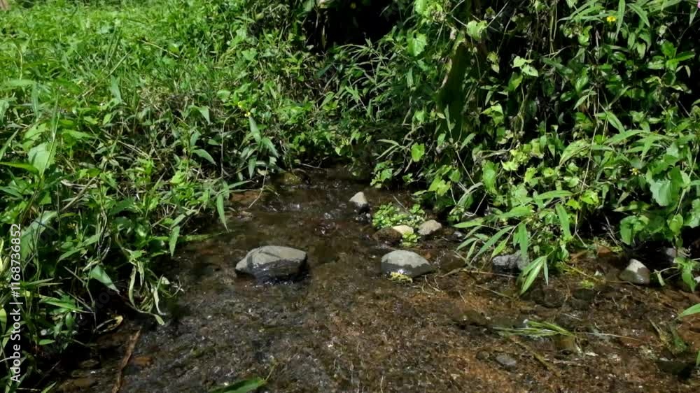 Poster small clear river flow and green grass in the middle of the forest. river structure with pebbles. en