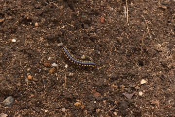Black and Yellow Millipede Crawling on Brown Soil Background - Nature Macro Wildlife Photography