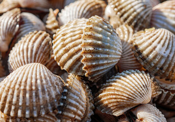 Close up of Cockle shell , abstrac cockling background cockles, fresh food